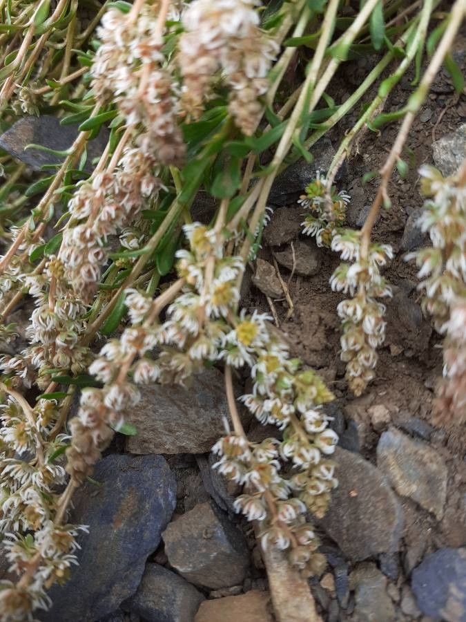 Sesamoides pygmaea flower