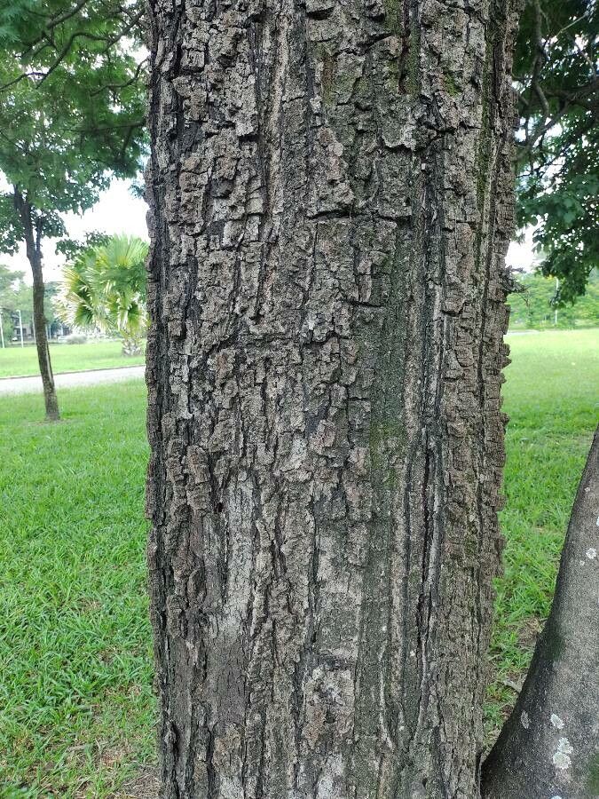 Anadenanthera peregrina bark
