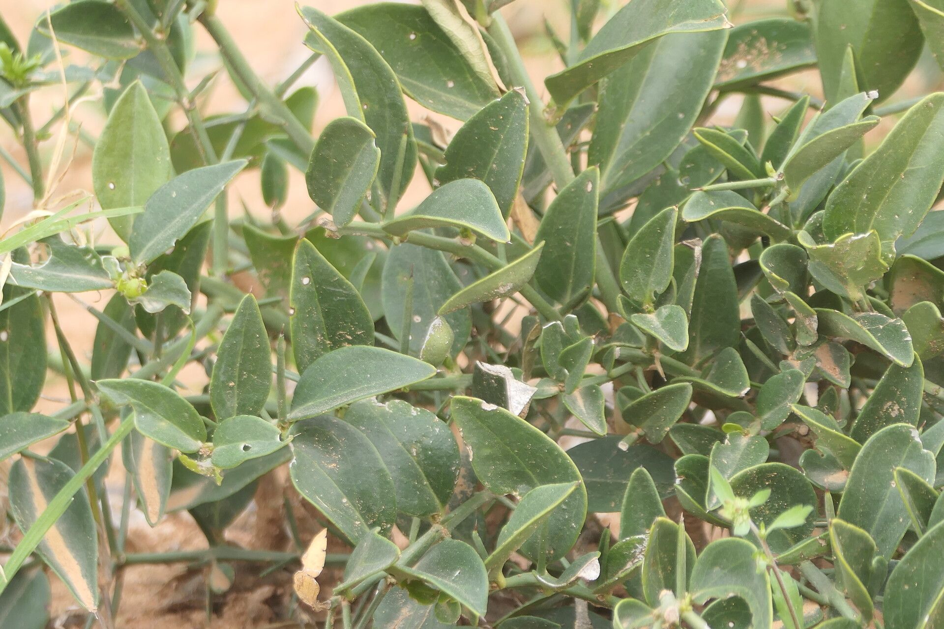 Azima tetracantha — search result for 'Salvadoraceae'