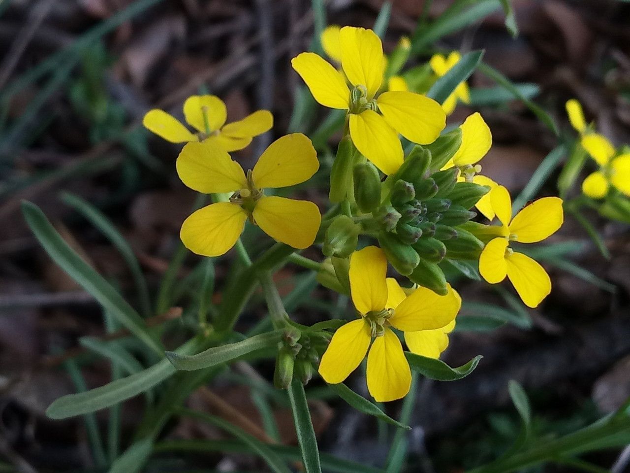 Erysimum asperum flower