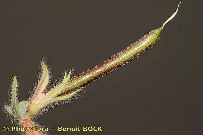 Lotus maroccanus fruit