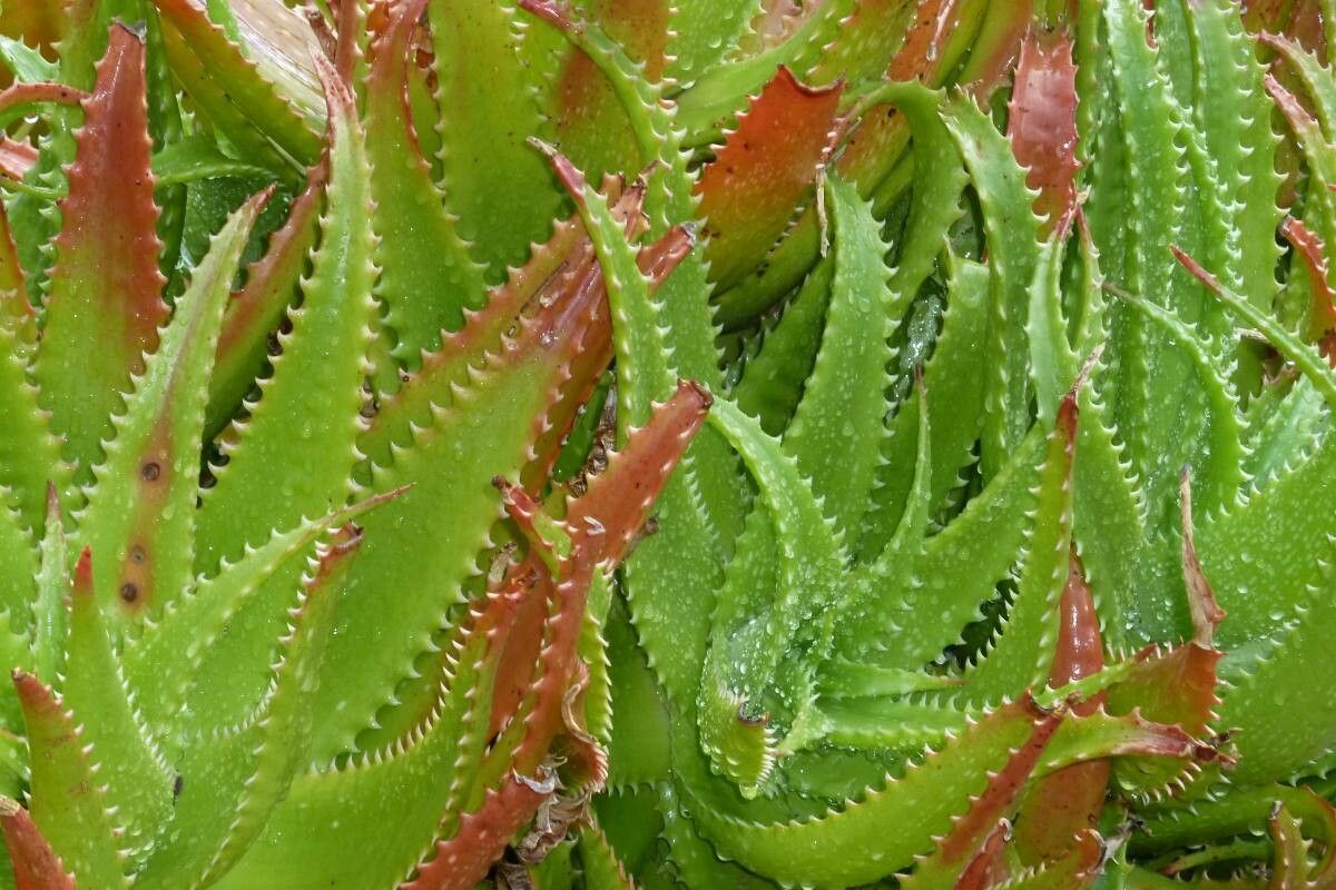 Aloe mitriformis leaf