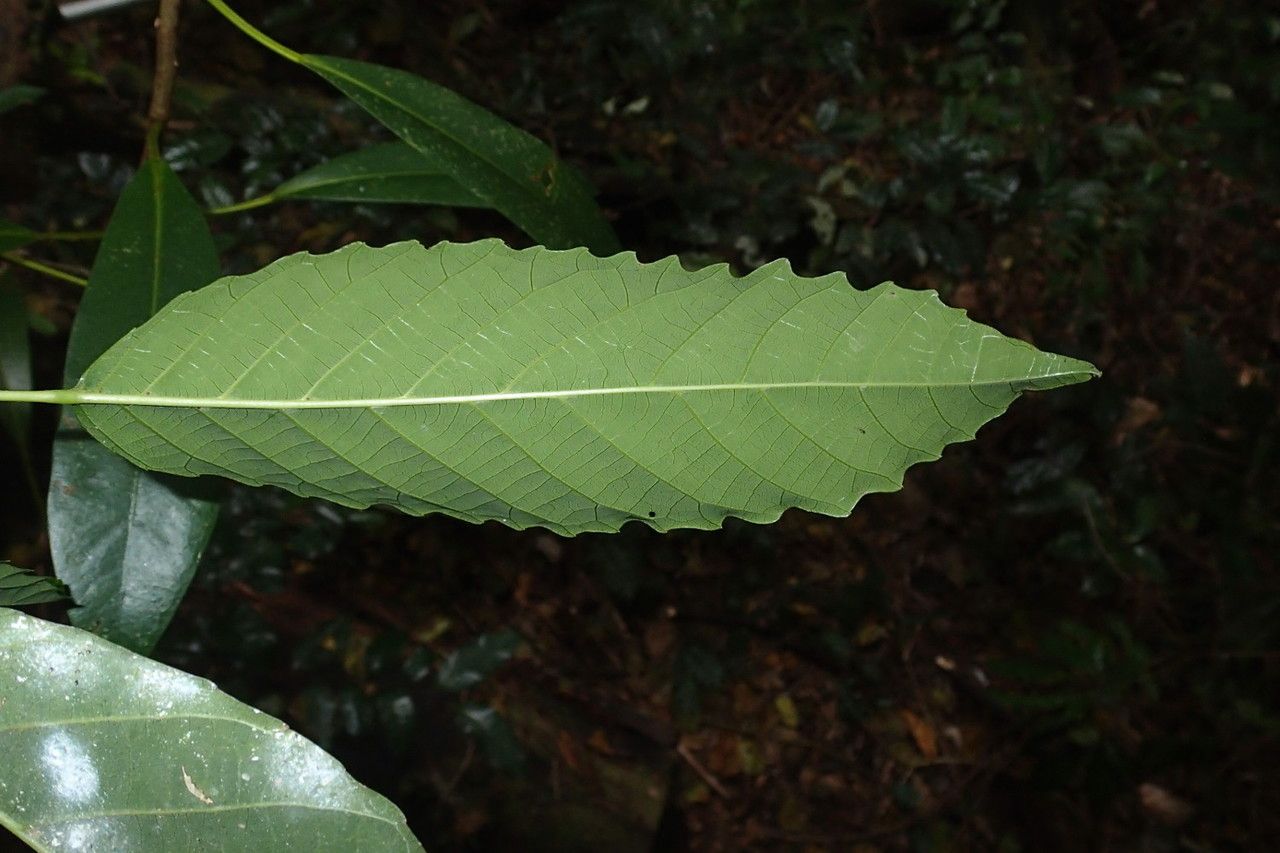 Bocquillonia arborea leaf