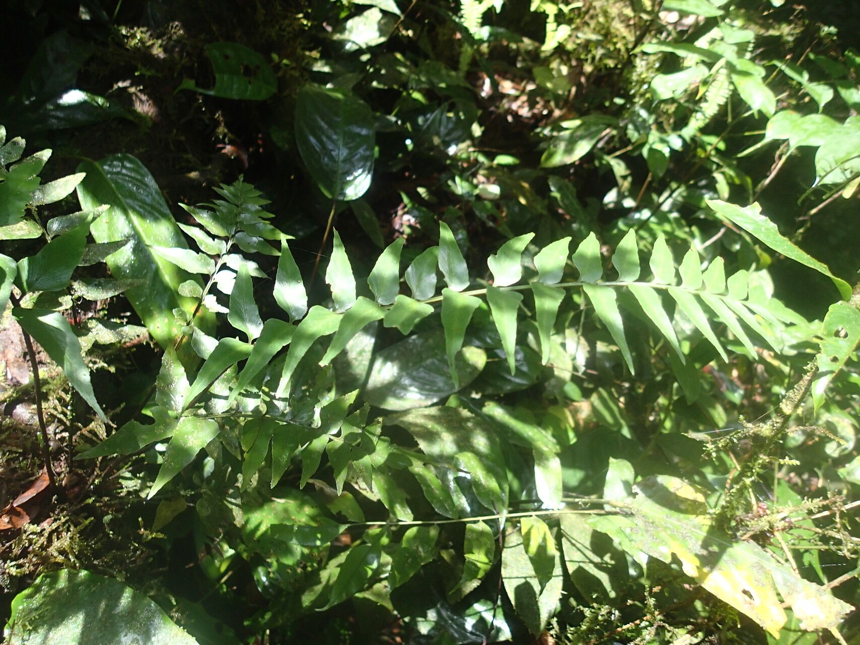 Asplenium cancellatum — houseplant care guide