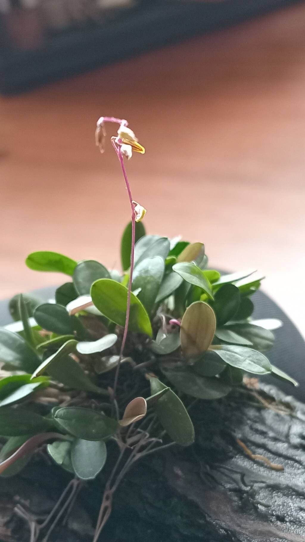 Specklinia picta — search result for 'Specklinia'