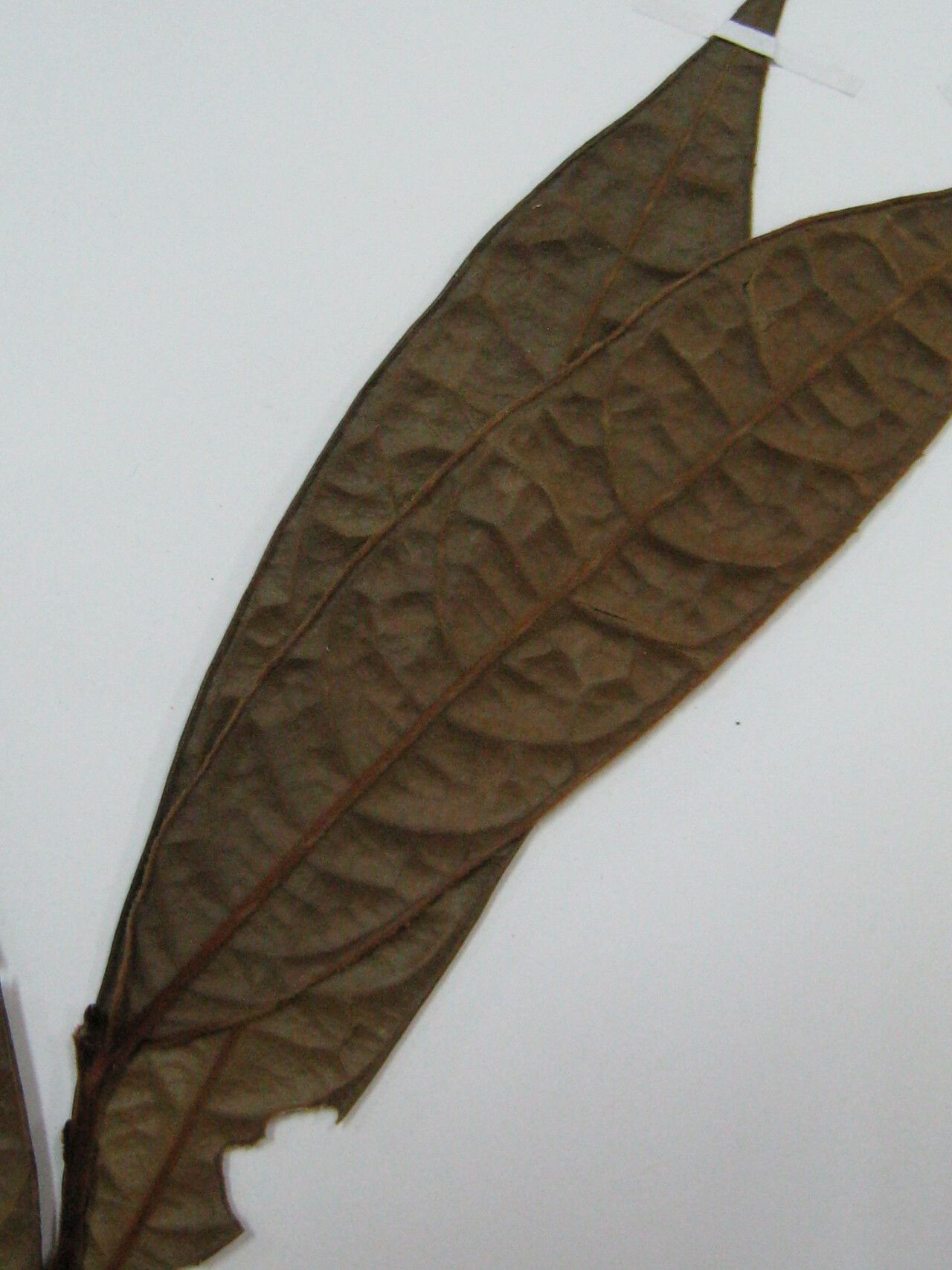 Rhodostemonodaphne scandens other