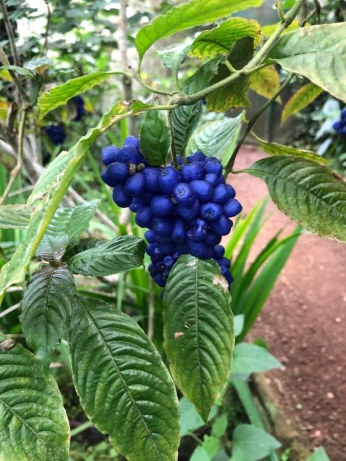Psychotria guapilensis fruit