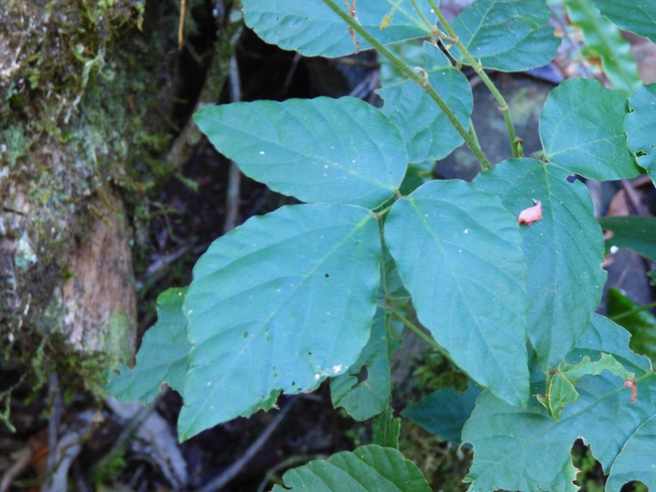 Hylodesmum repandum — search result for 'Desmodium'