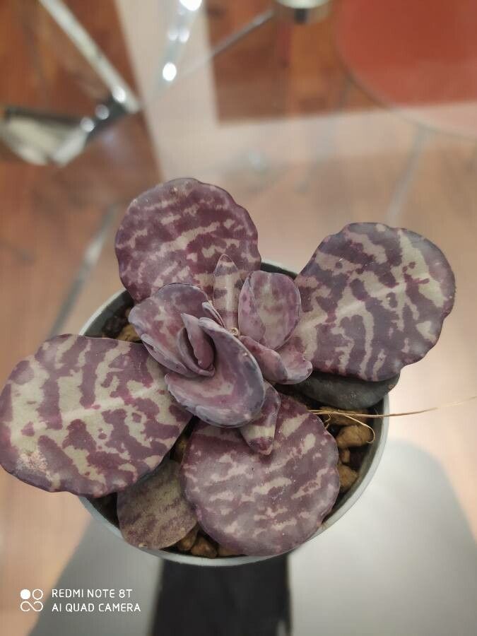 Kalanchoe humilis leaf