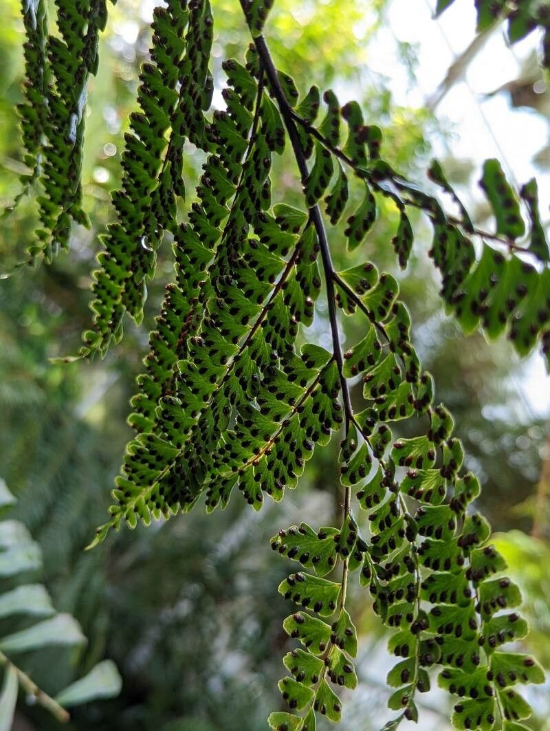 Didymochlaena truncatula fruit
