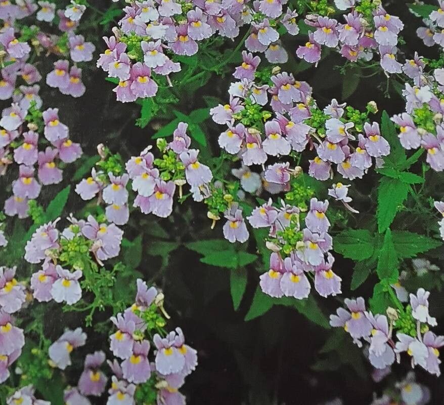 Nemesia denticulata habit