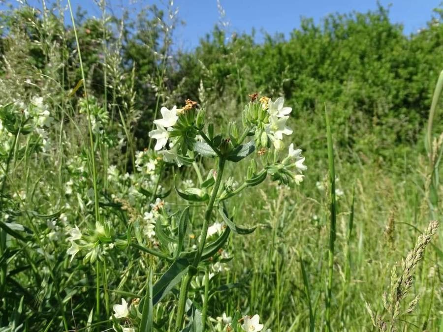 Anchusa ochroleuca flower