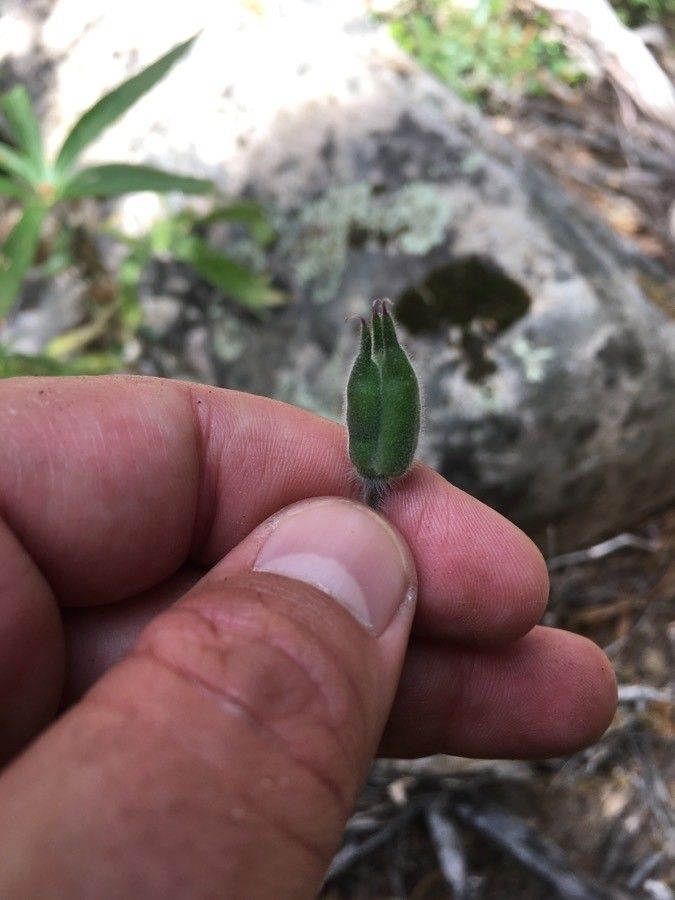 Staphisagria picta fruit