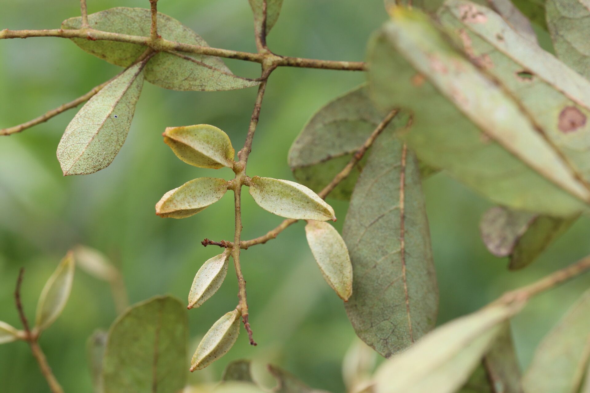 Combretum celastroides fruit