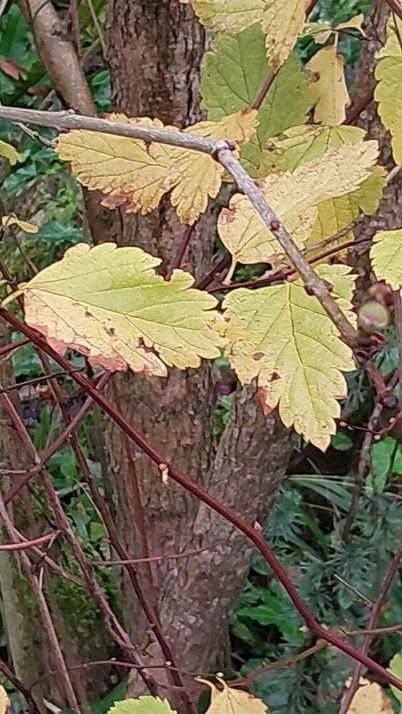 Spiraea nervosa — search result for 'Spiraea'