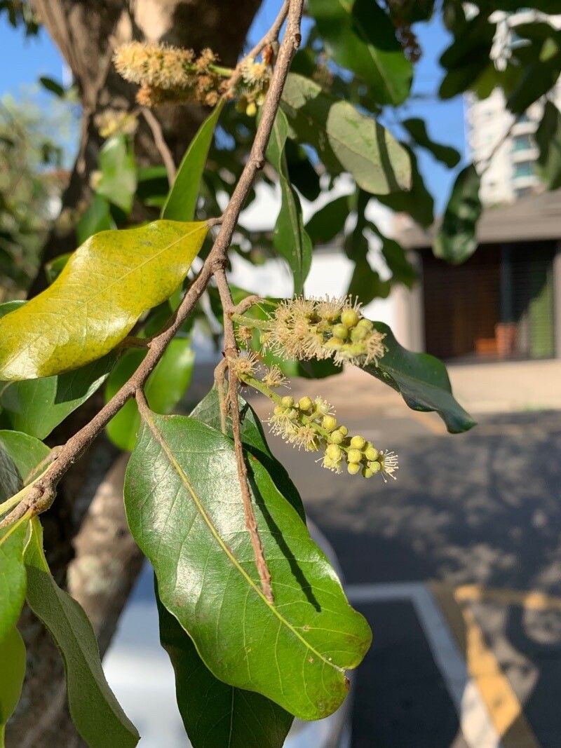 Moquilea tomentosa flower