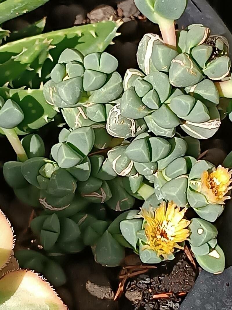 Gibbaeum petrense flower