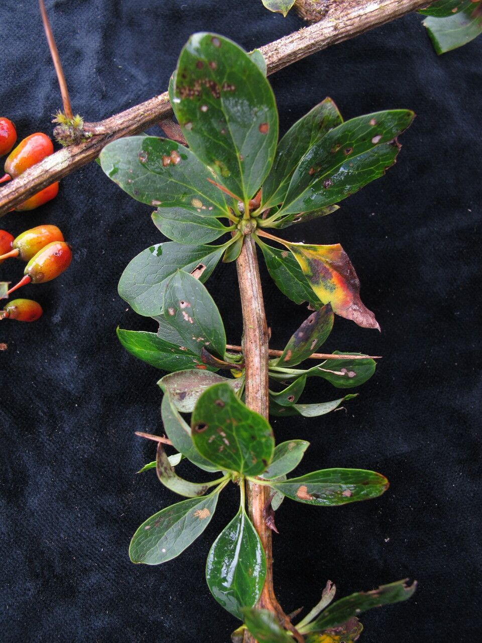 Berberis thomsoniana habit