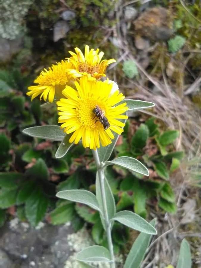 Inula aschersoniana flower