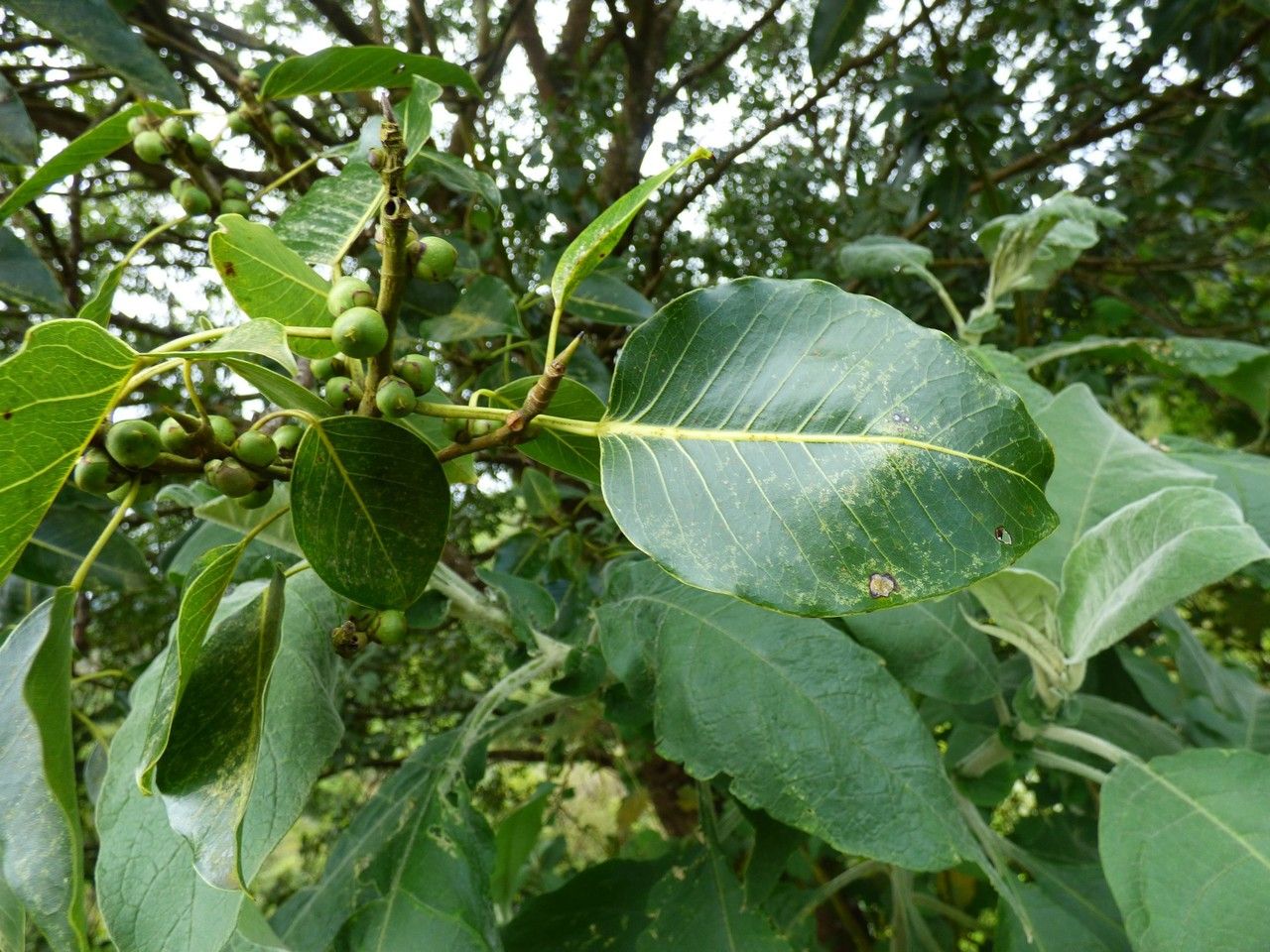 Ficus rubra — search result for 'Moraceae'