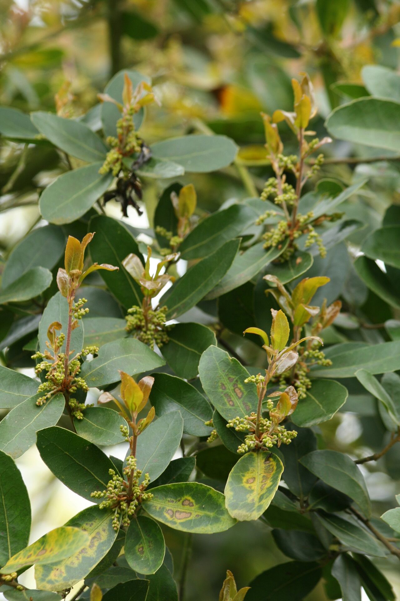 Quercus phillyreoides flower