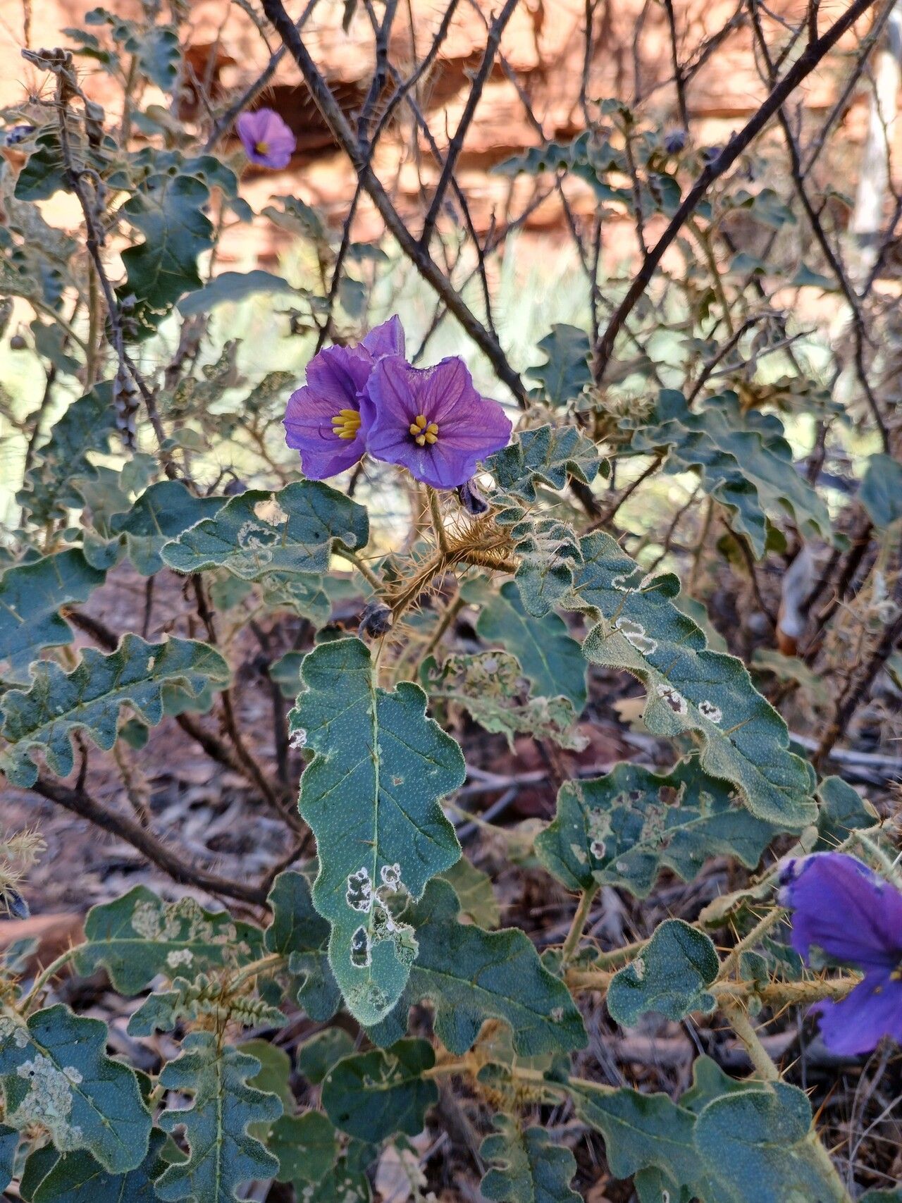 Solanum osteocarpum — houseplant care guide