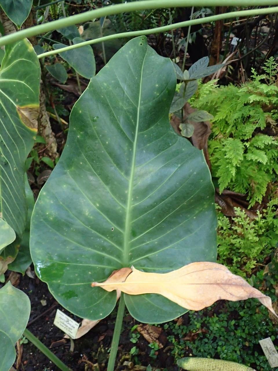 Anthurium cotobrusii — search result for 'Anthurium'