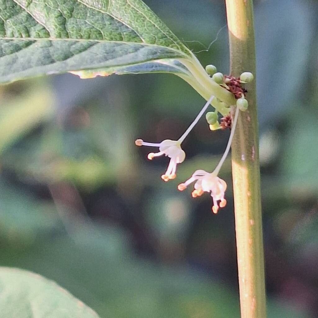 Flueggea suffruticosa flower