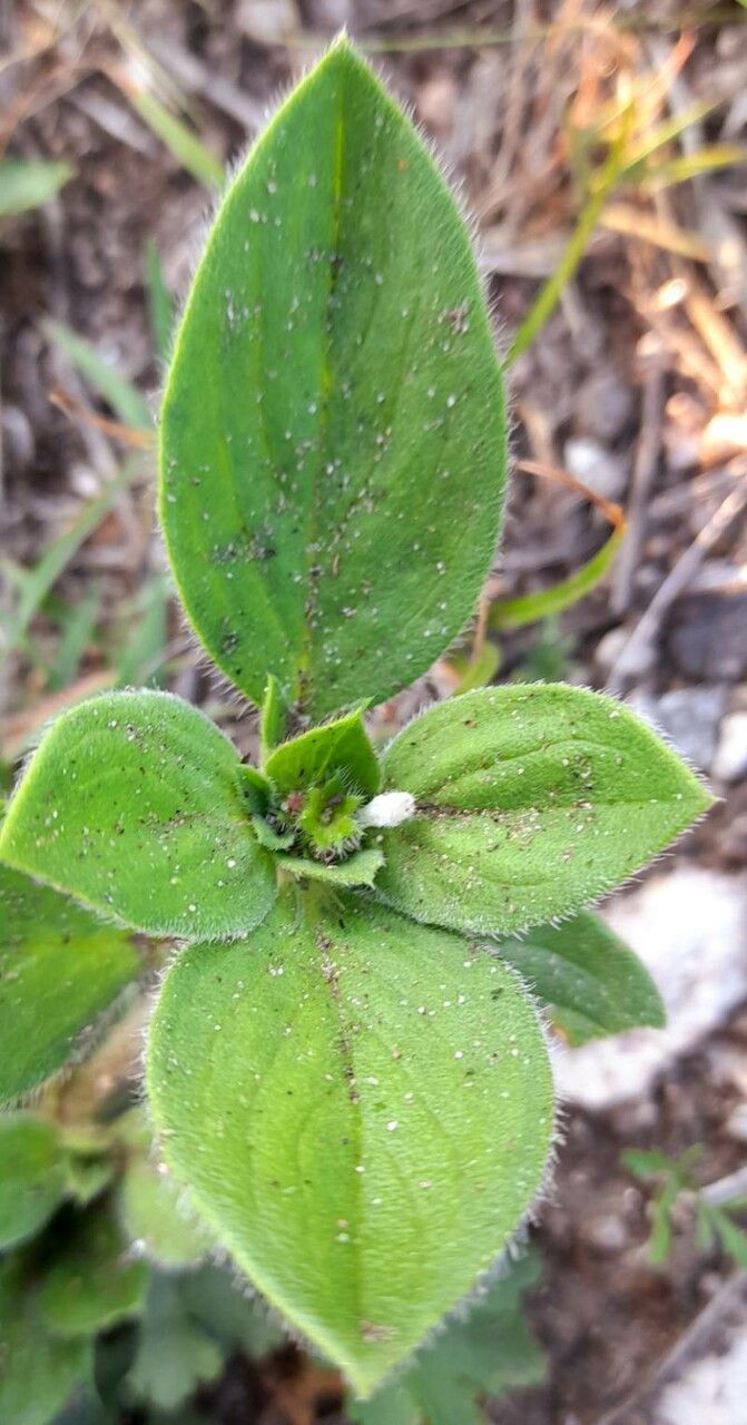 Richardia brasiliensis leaf