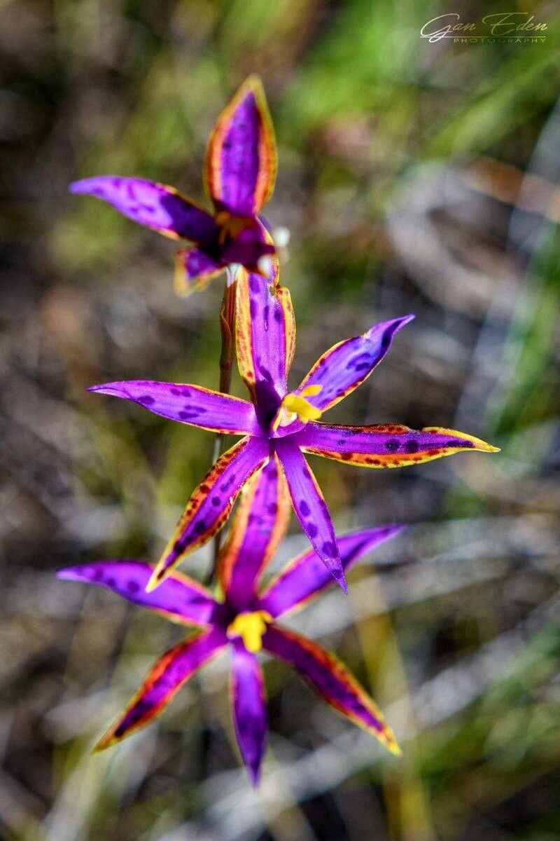 Thelymitra speciosa flower