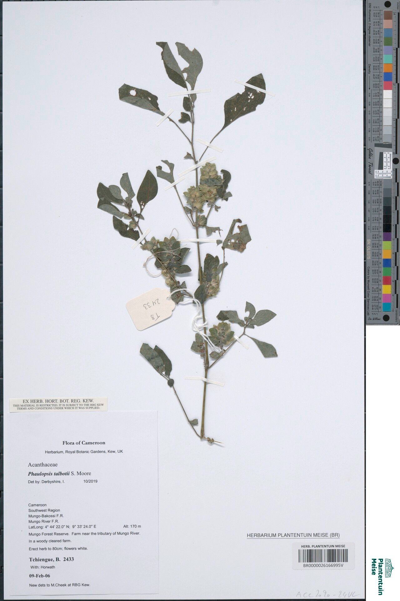 Phaulopsis talbotii — houseplant care guide