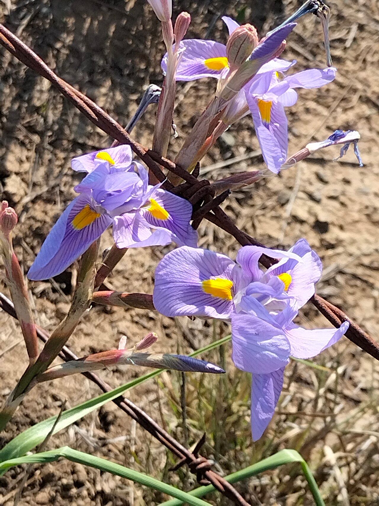 Moraea polystachya flower