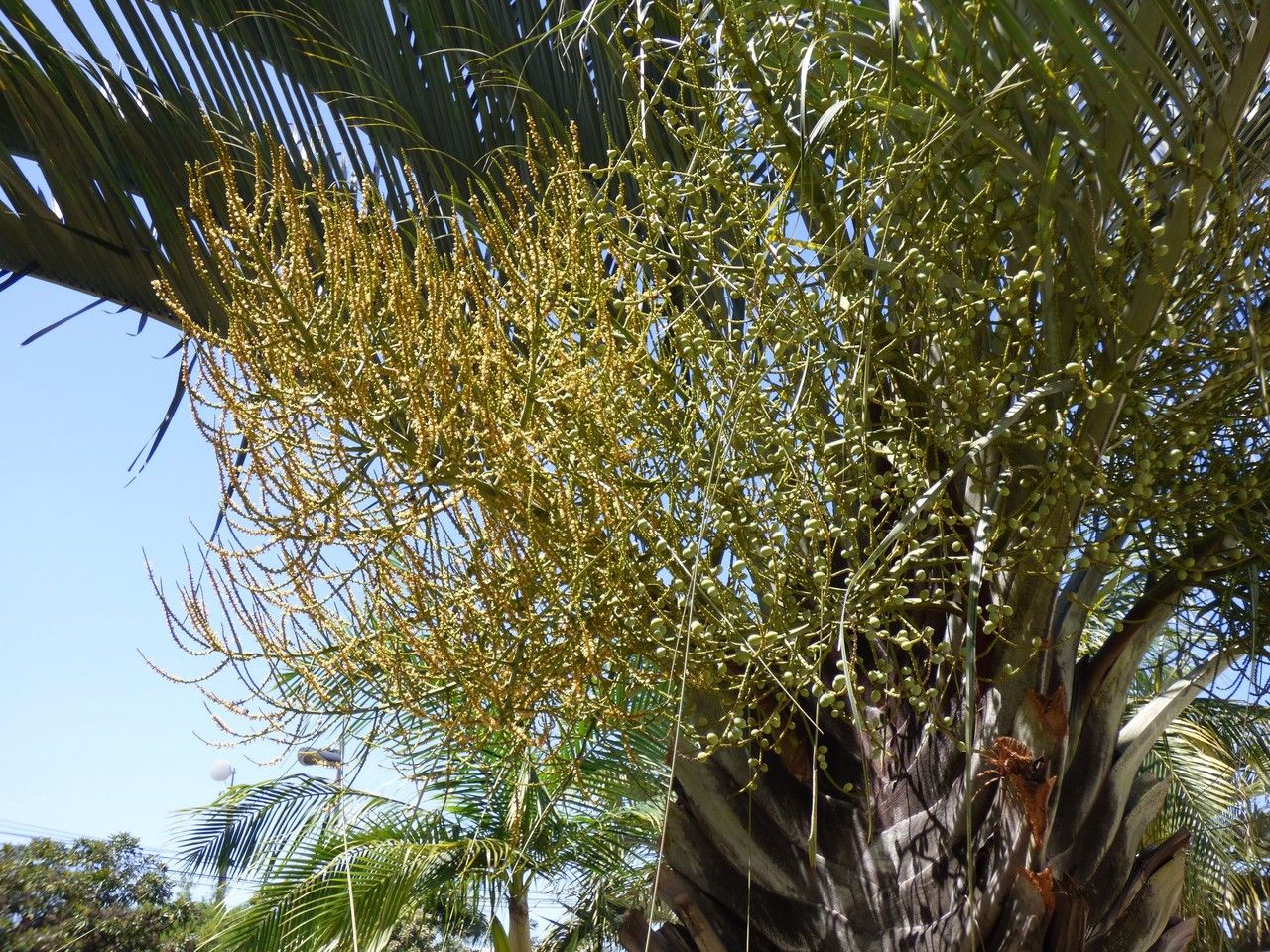 Dypsis decaryi flower