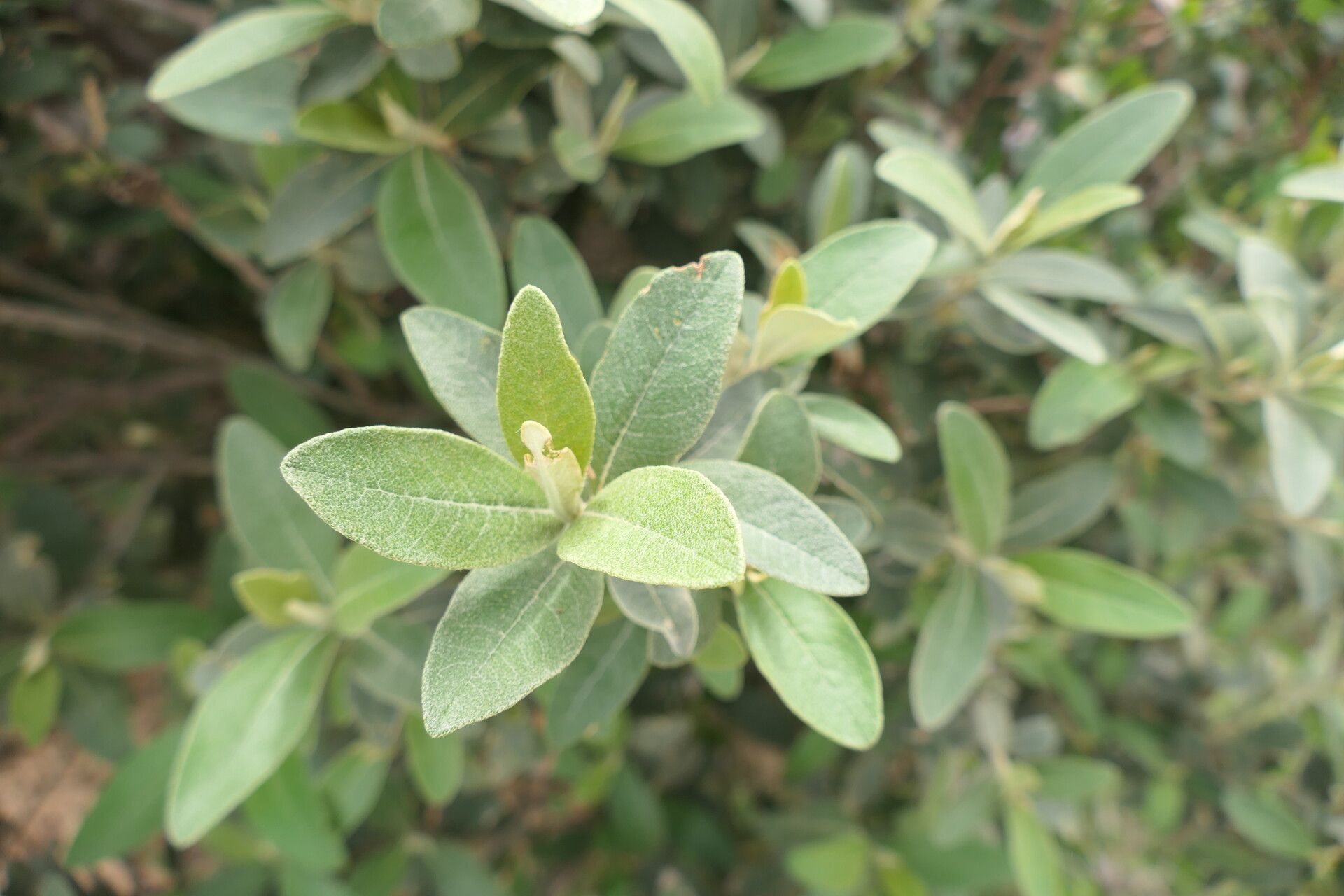 Tarchonanthus littoralis leaf
