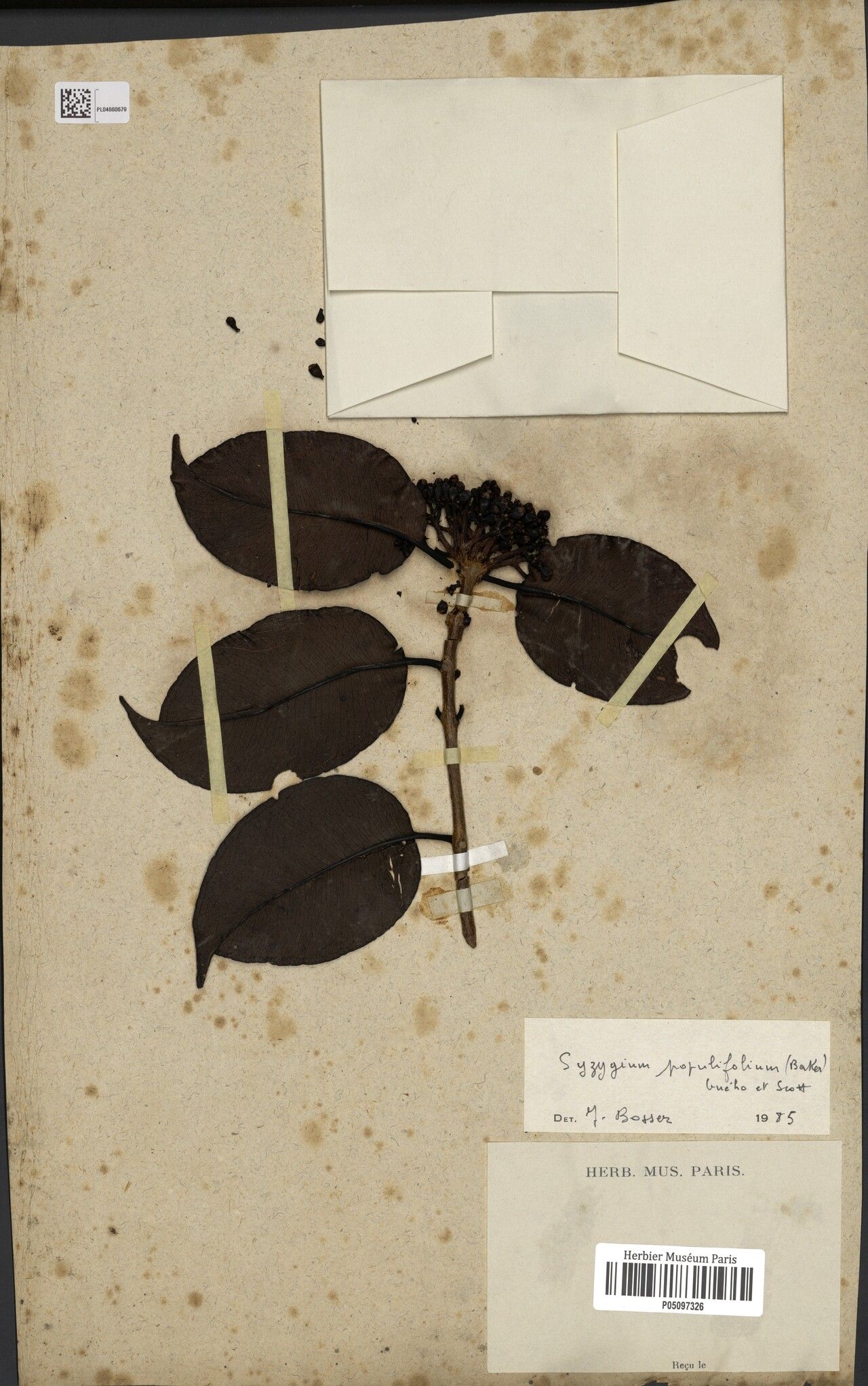 Syzygium populifolium — houseplant care guide