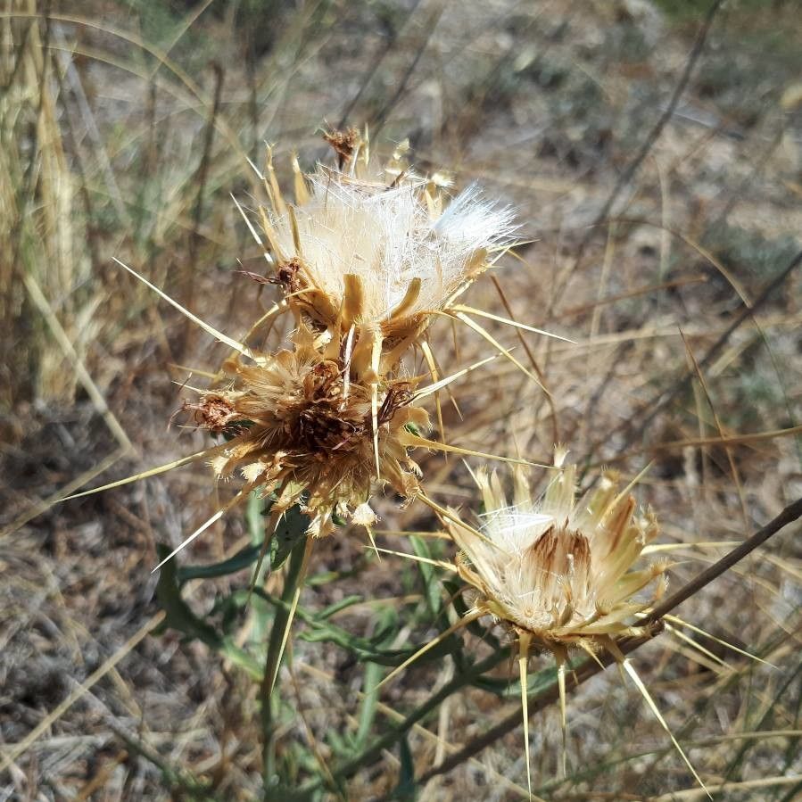 Centaurea ornata fruit