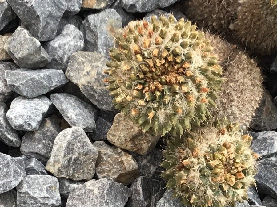Mammillaria karwinskiana leaf