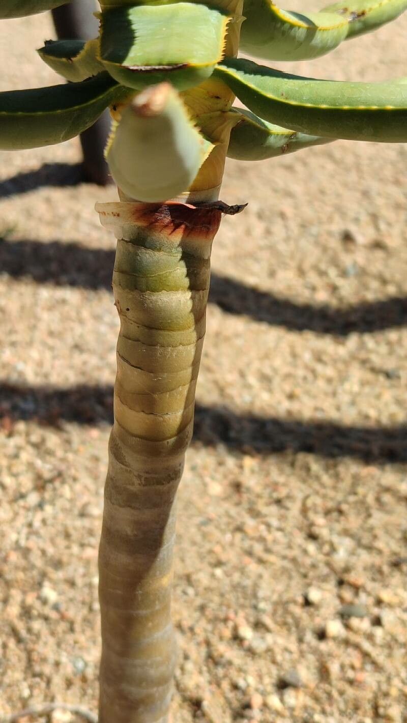 Aloidendron ramosissimum bark