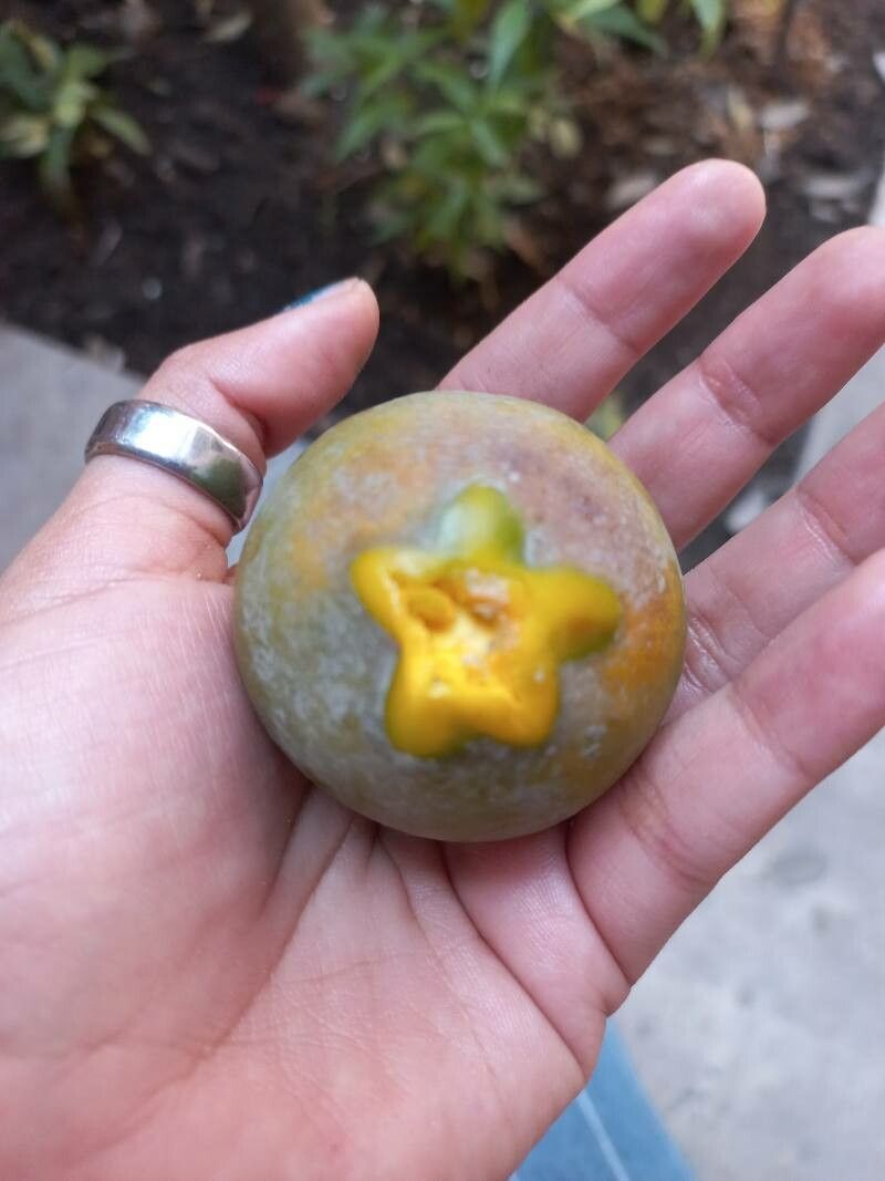 Pouteria lucuma fruit