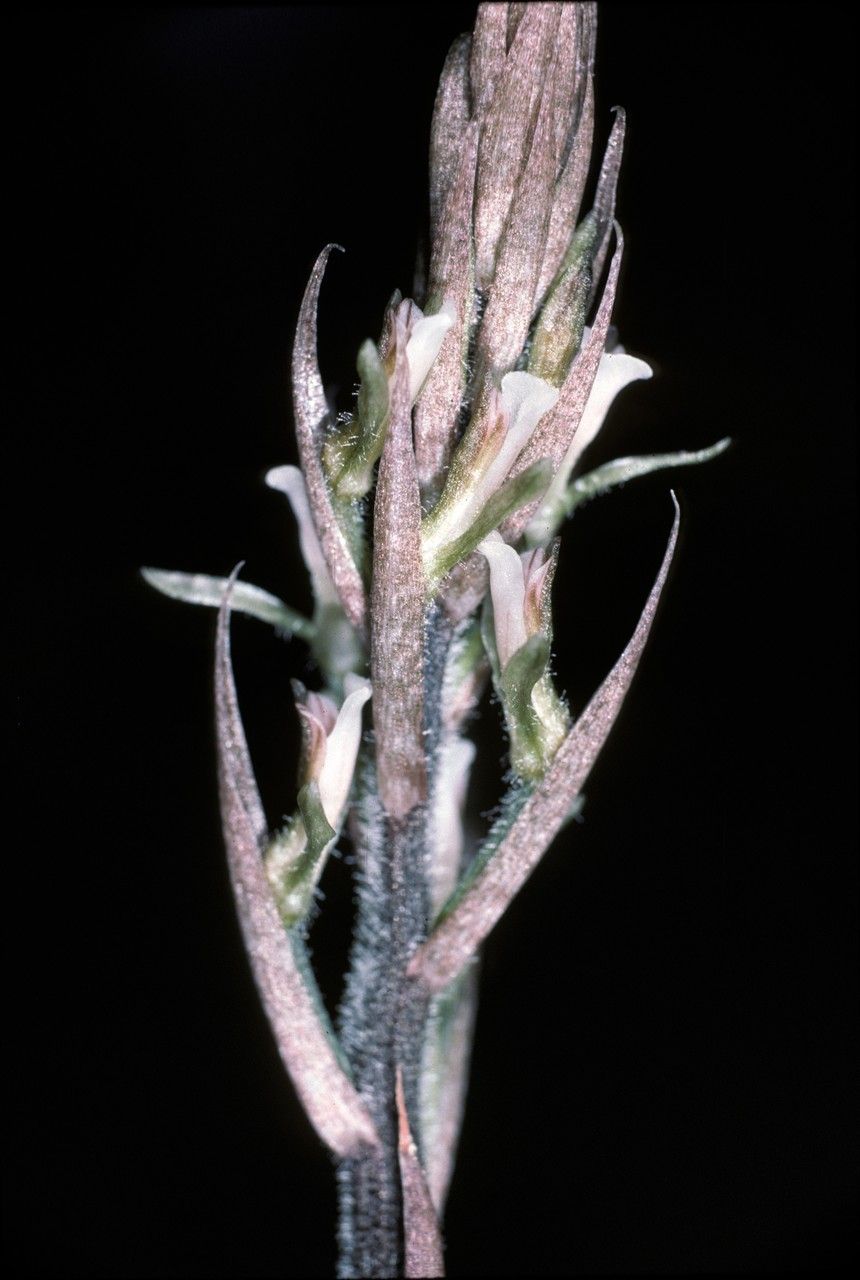 Cyclopogon olivaceus — related species from the same genus