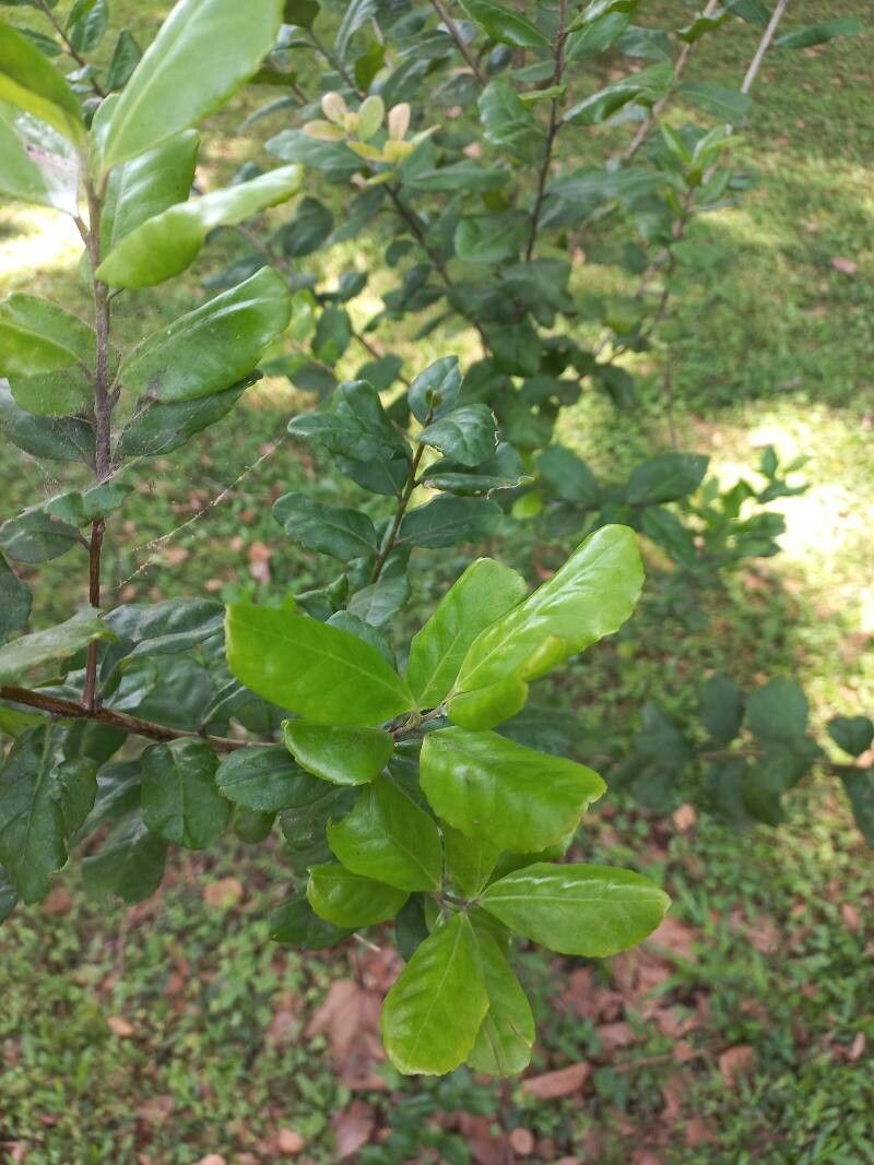 Ilex socorroensis habit