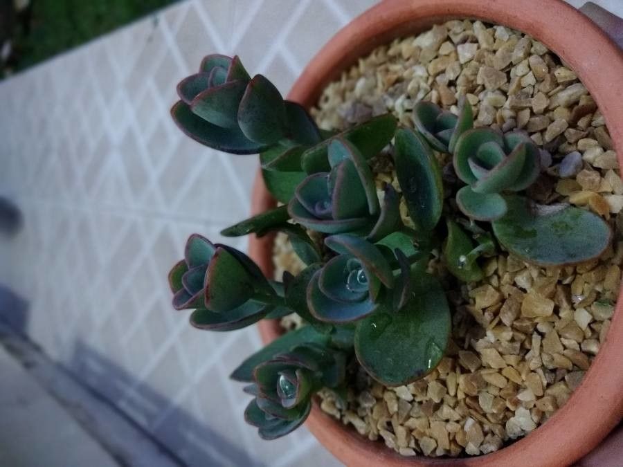 Kalanchoe marnieriana bark