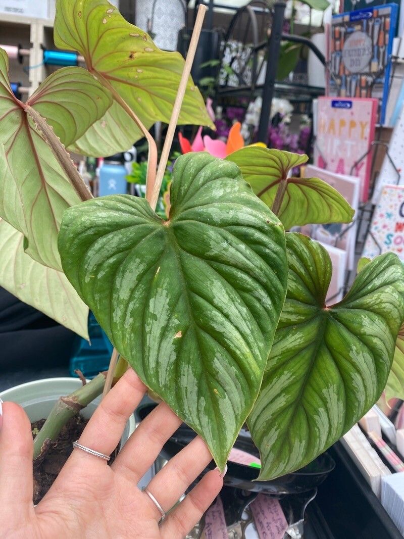 Philodendron ornatum leaf