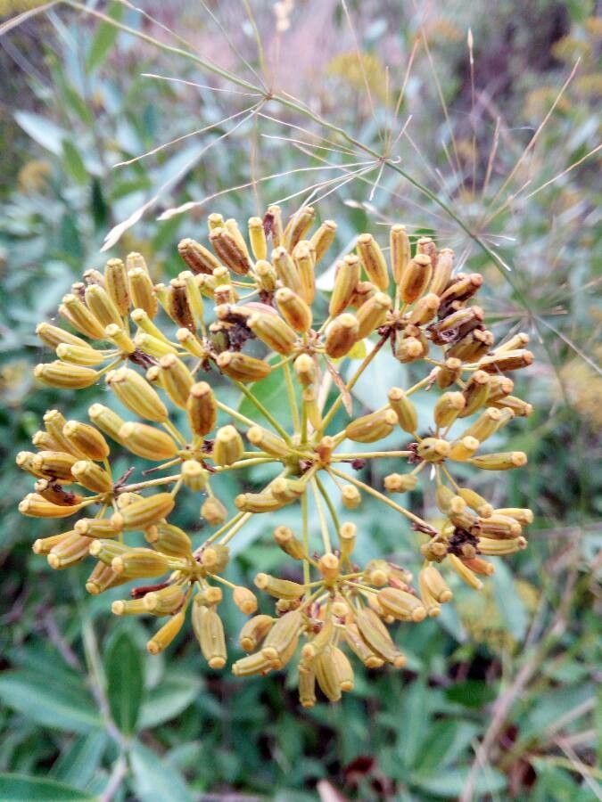 Bupleurum fruticosum fruit