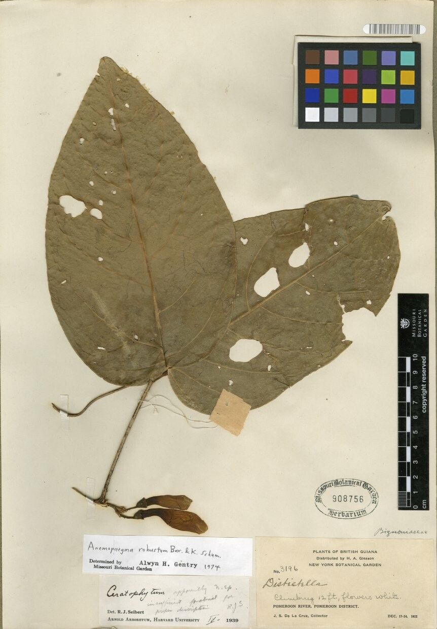 Anemopaegma robustum — houseplant care guide