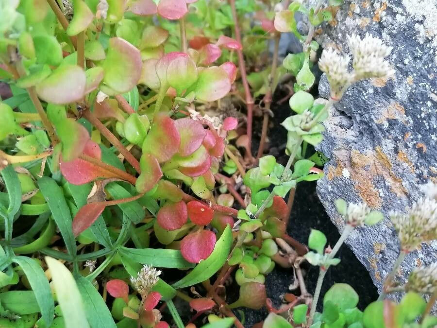 Polycarpaea divaricata leaf