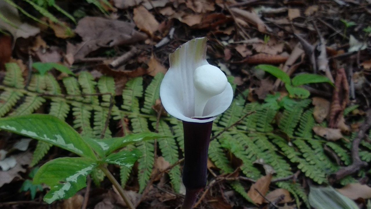 Arisaema sikokianum — search result for 'Arisaema'