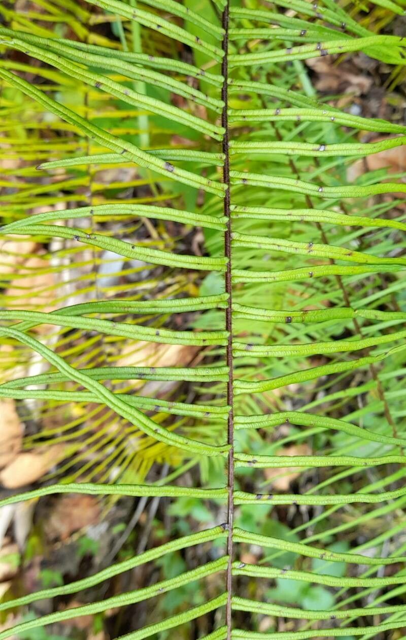 Pteris longifolia leaf