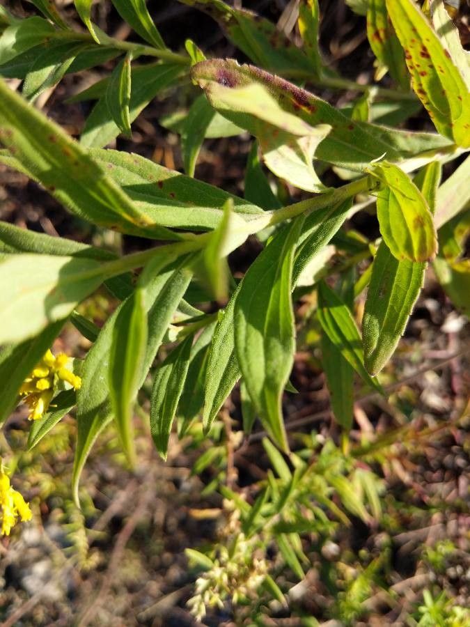Solidago odora — search result for 'Solidago'