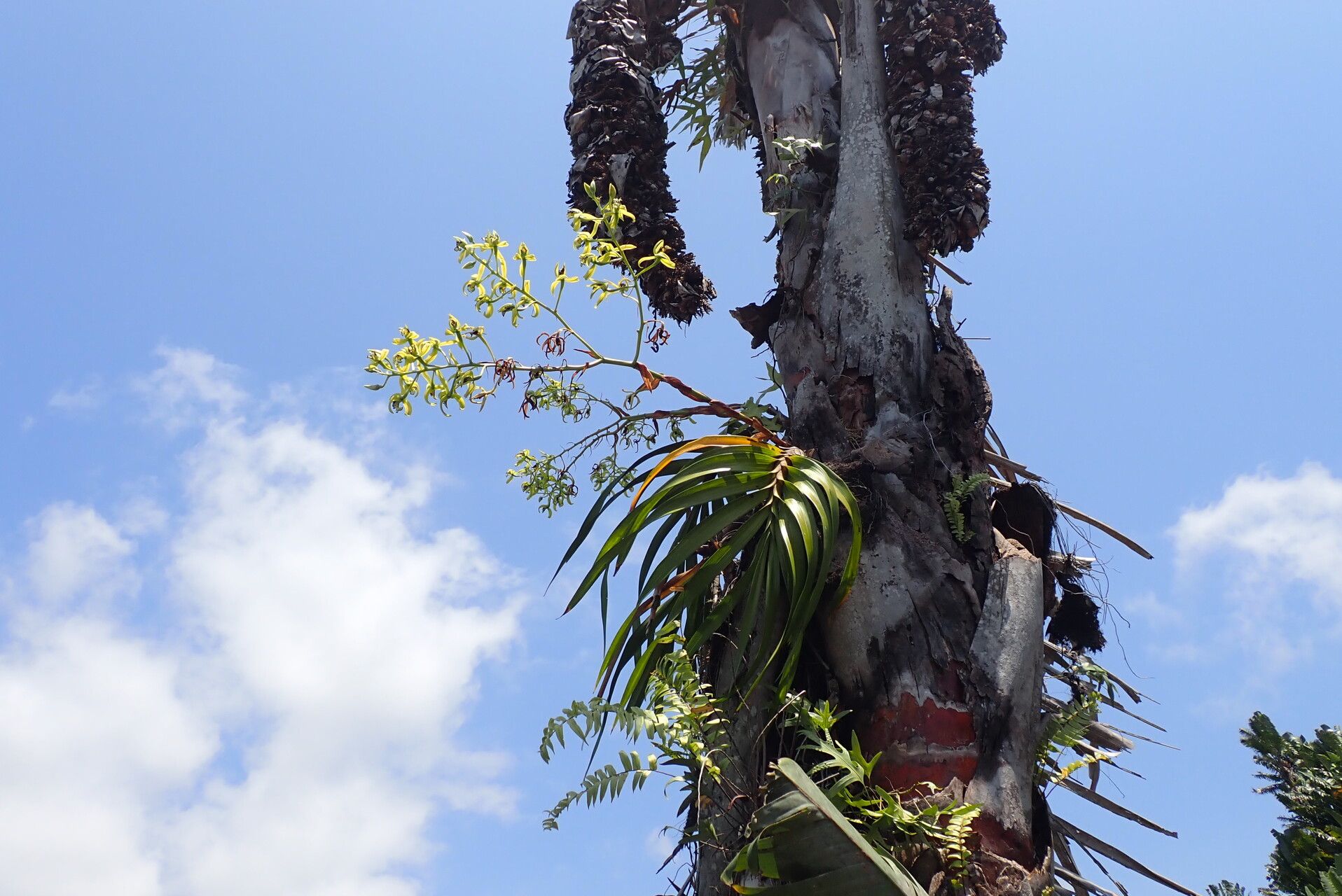 Eulophia falcigera habit